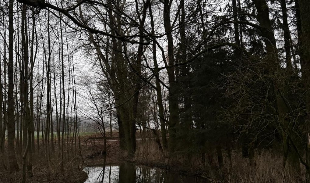 Prodej lesa 6 263 m², Předslav – náhled fotky 11