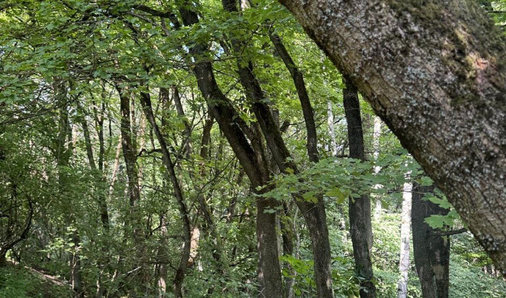 Prodej lesa 6 851 m², Dobříč – náhled fotky 2