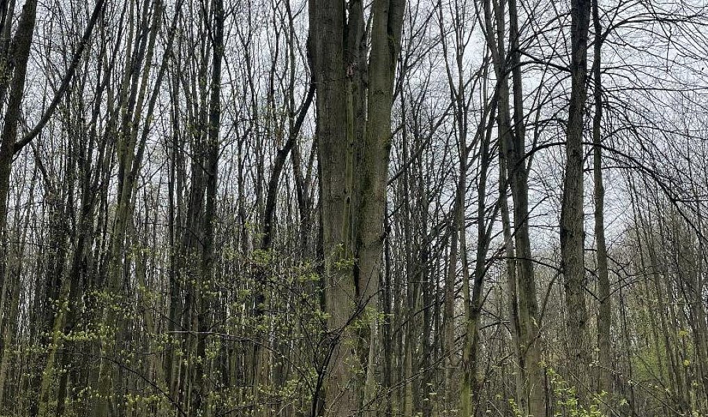 Prodej lesa 7 559 m², Nýřany – náhled fotky 5