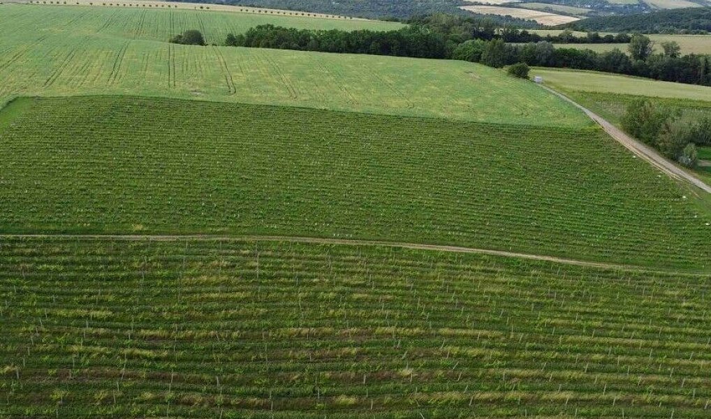 Prodej pozemku 2 077 m², Ořechov – náhled fotky 4