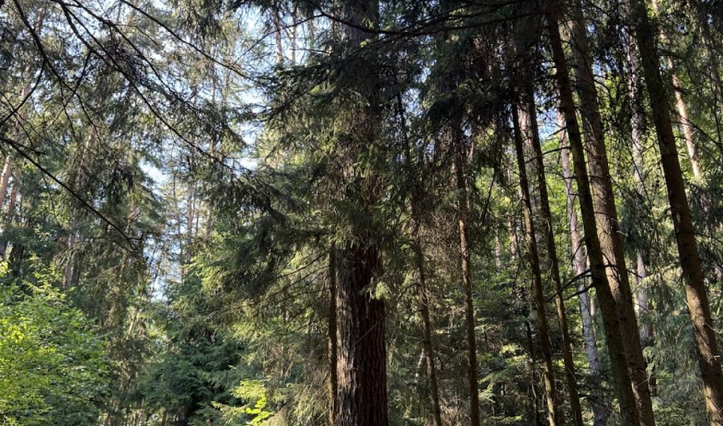 Prodej lesa 13 667 m², Drnovice – náhled fotky 2