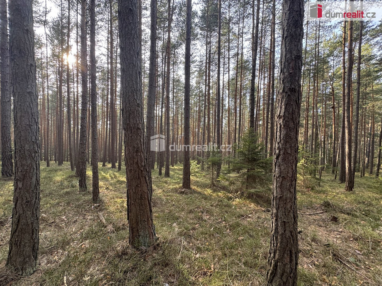 Prodej lesa 4 316 m² – fotografie 2