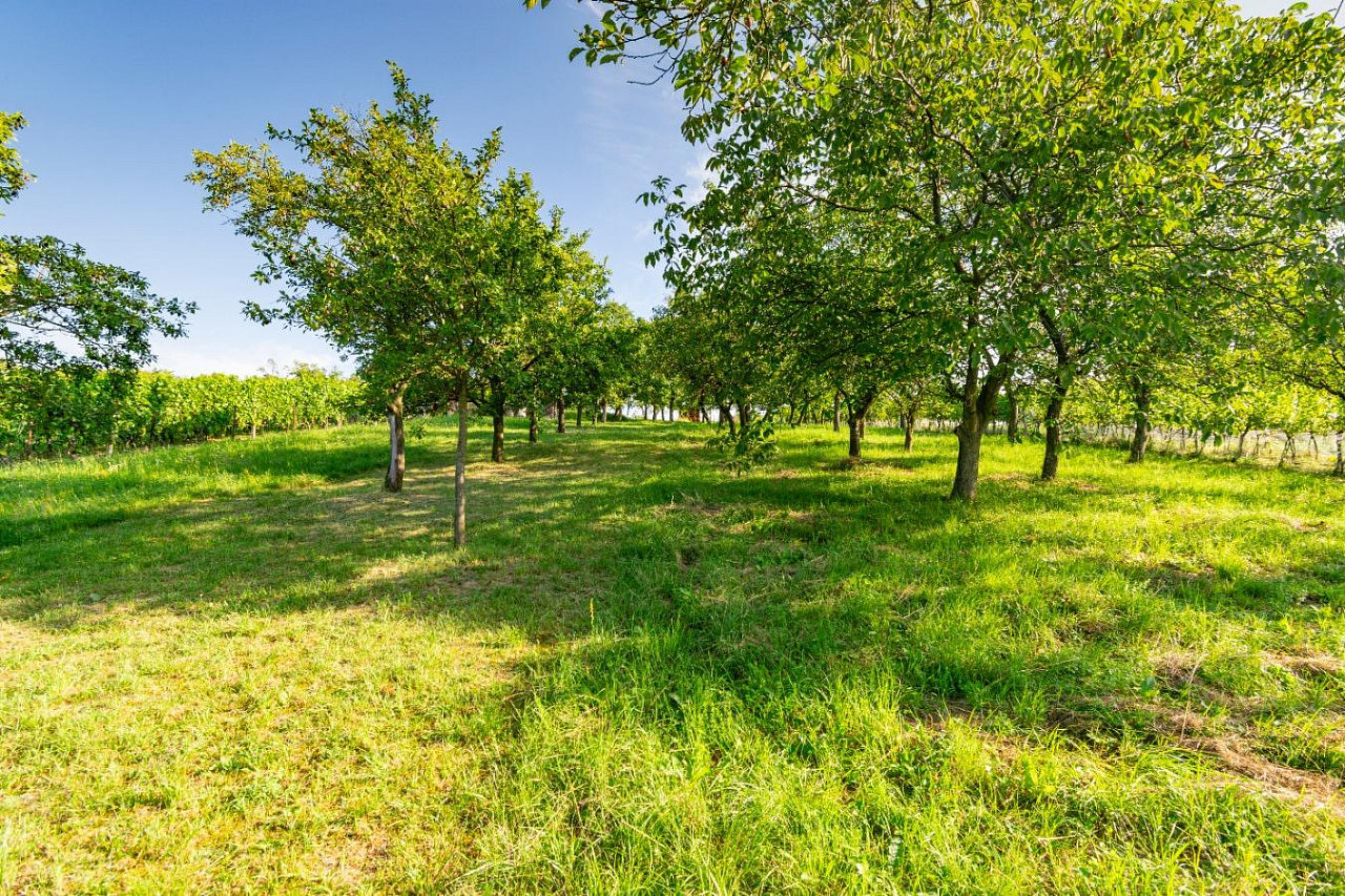 Prodej zahrady 1 878 m² – fotografie 5