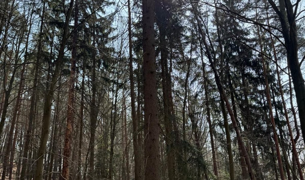 Prodej lesa 36 947 m², Bohutín – náhled fotky 5