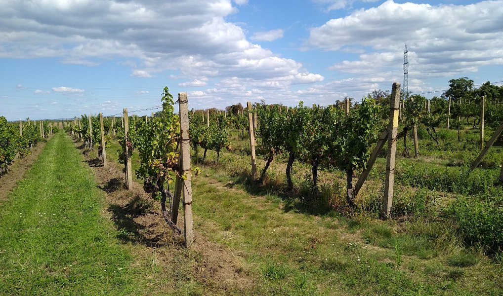 Prodej pozemku 5 491 m², Valtice – náhled fotky 8