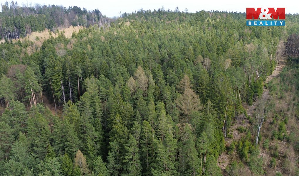 Prodej lesa 7 873 m², Mrákotín – náhled fotky 4