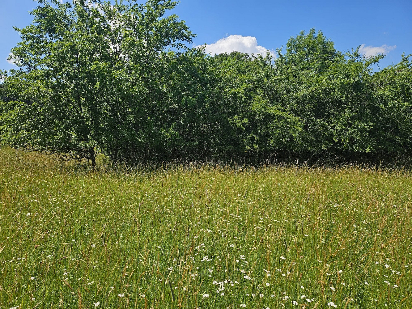 Prodej pole 3 244 m² — photo 2
