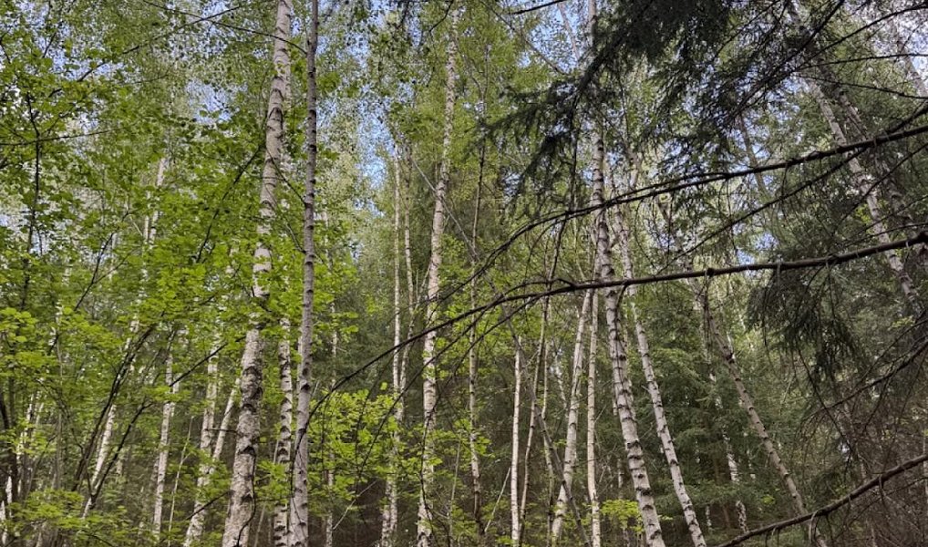 Prodej lesa 6 930 m², Drnovice – náhled fotky 5