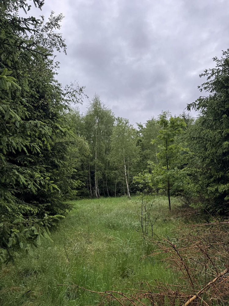 Prodej lesa 2 784 m² – fotografie 3