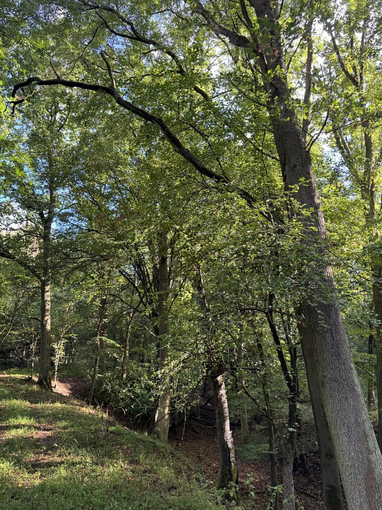 Prodej lesa 14 963 m²