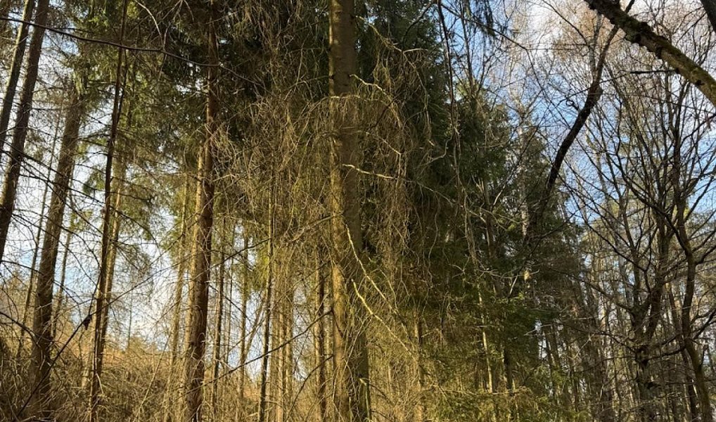 Prodej lesa 4 730 m², Suchovršice – náhled fotky 3
