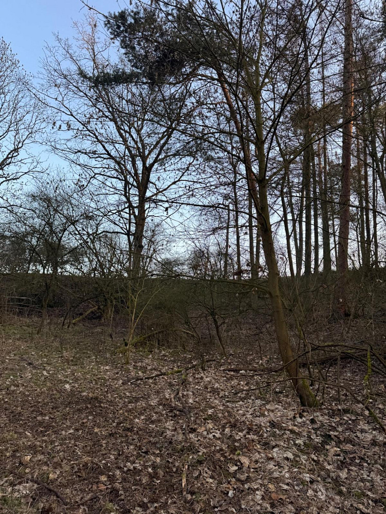 Prodej lesa 8 197 m² — photo 4