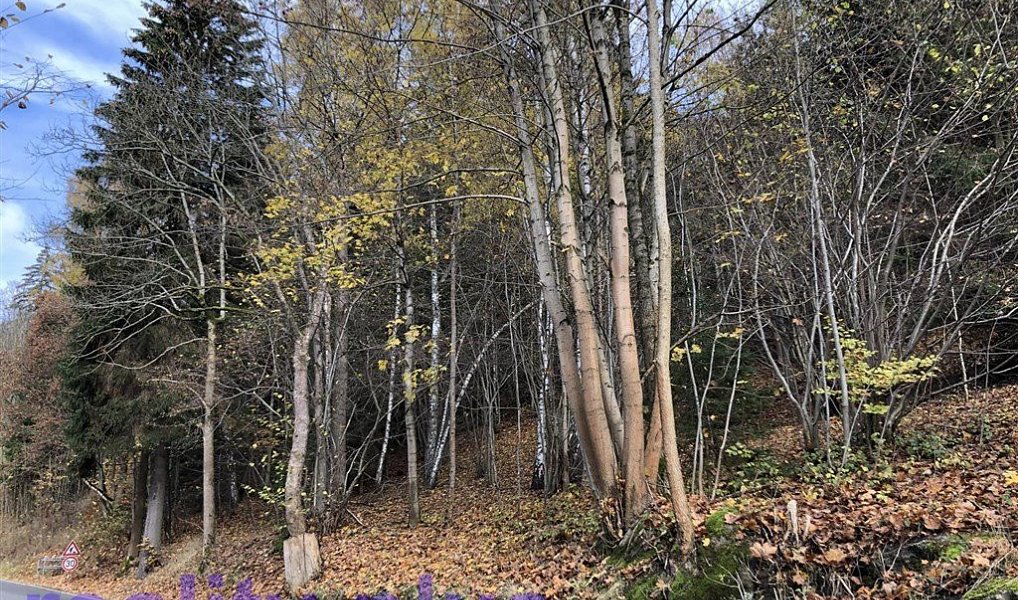 Prodej lesa 4 465 m², Bedřichov – náhled fotky 2