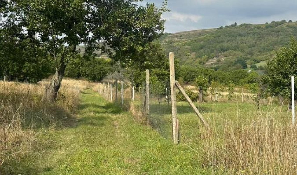 Prodej zahrady 358 m², Bořetice – náhled fotky 2