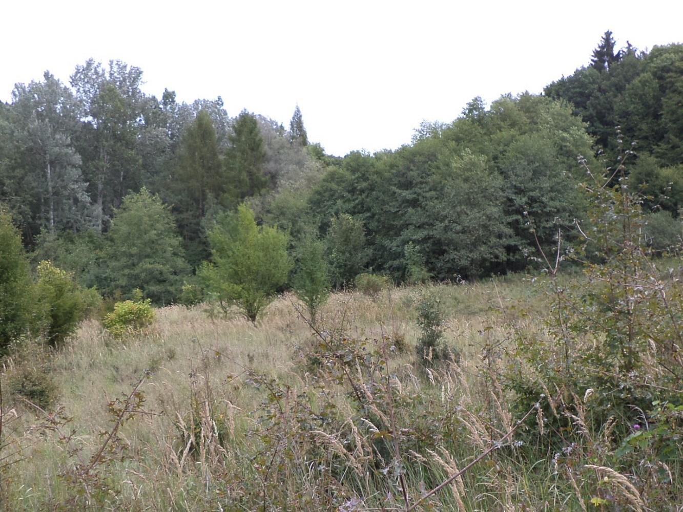 Dražba louky 1 953 m²