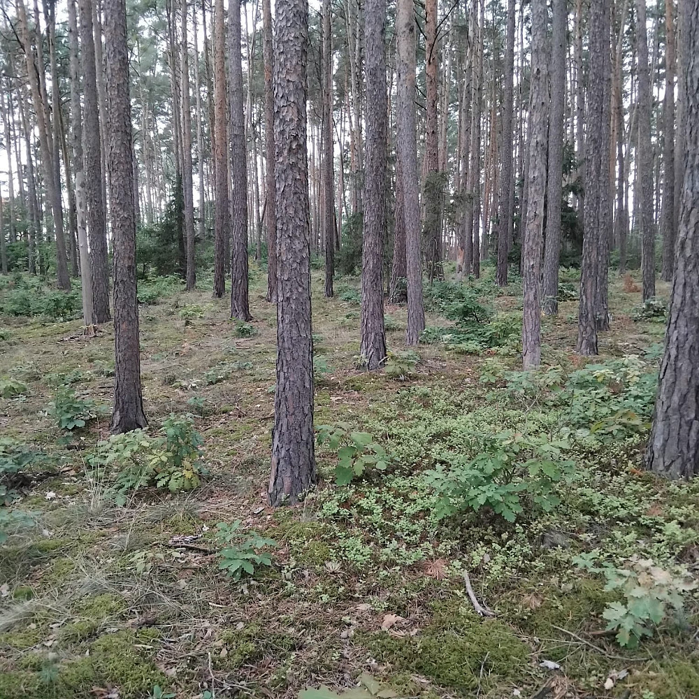 Prodej lesa 14 980 m² – pohled 3