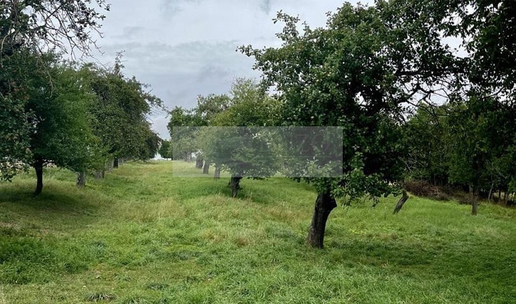 Prodej pozemku 11 900 m², Velké Všelisy – náhled fotky 10