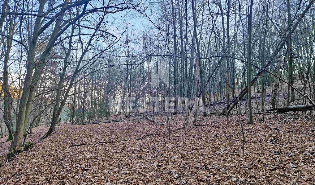 Prodej louky 10 301 m², Jílové u Prahy – náhled fotky 7