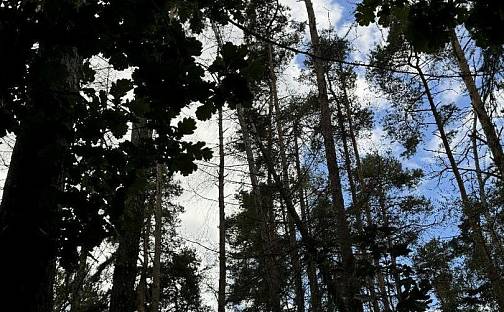 Prodej lesa 1 094 m², Herálec, okres Havlíčkův Brod