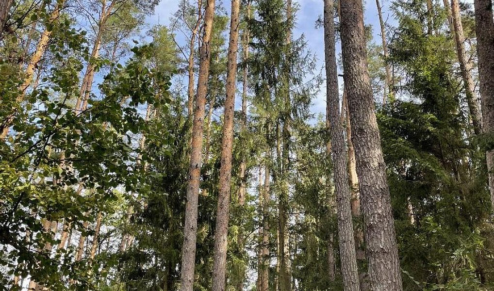 Prodej pozemku 3 510 m², Drahov – náhled fotky 6
