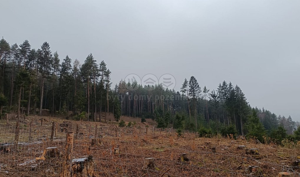 Prodej lesa 37 567 m², Vacovice – náhled fotky 4