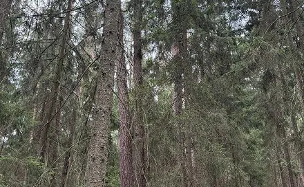 Prodej lesa 5 088 m², Křenovice - Nýřany