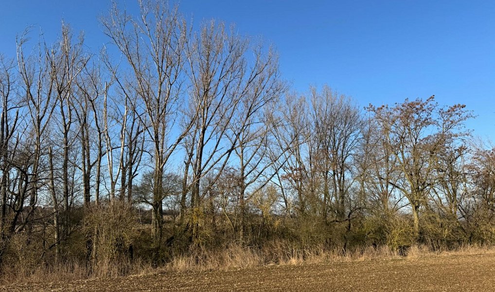 Prodej lesa 14 454 m², Mělnické Vtelno – náhled fotky 19