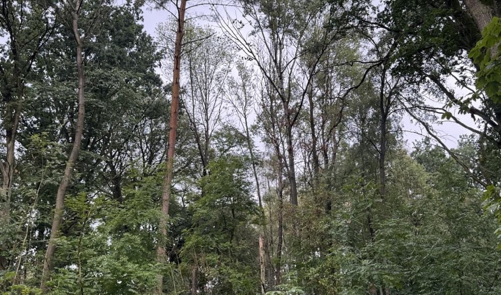 Prodej lesa 7 152 m², Lažany – náhled fotky 5