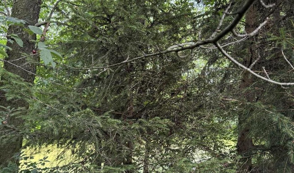Prodej lesa 4 203 m², Kojice – náhled fotky 5