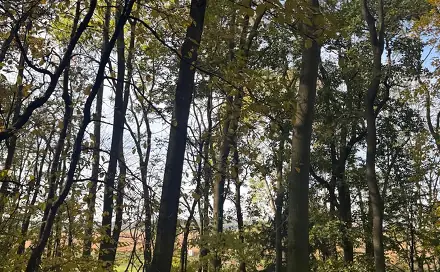 Prodej lesa 12 606 m², Jeníkovice - Dolní Bělá
