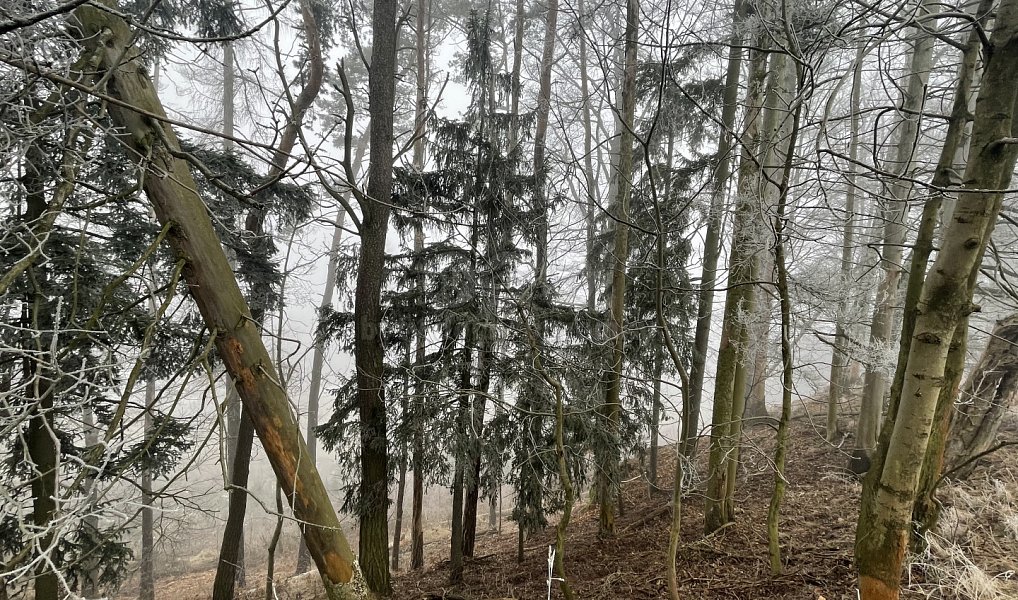 Prodej lesa 20 974 m², Stará Paka – náhled fotky 2