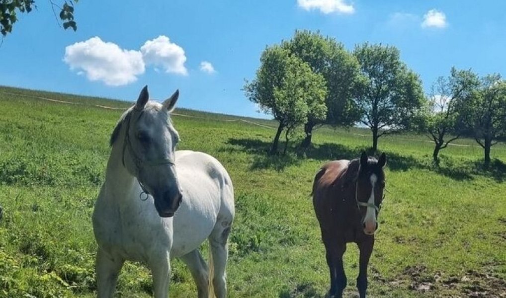 Prodej chaty/chalupy 164 m² s pozemkem 285 345 m², Vsetín – náhled fotky 6