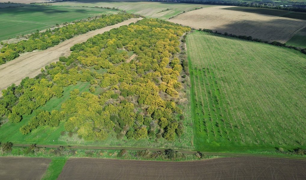 Prodej pozemku 14 896 m², Hustopeče – náhled fotky 8