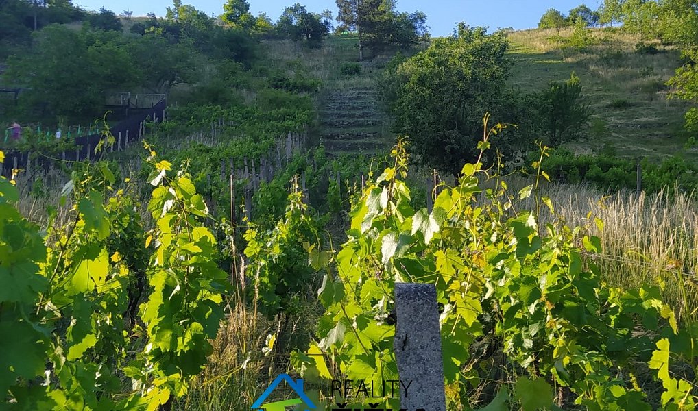 Prodej zahrady 942 m², Viničné Šumice – náhled fotky 4