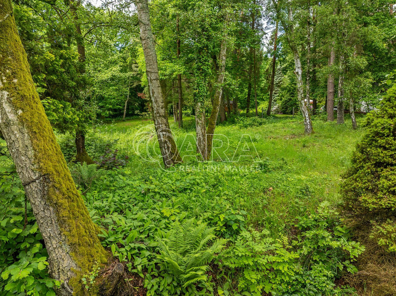 Prodej stavebního pozemku 5 519 m² – fotografie 5