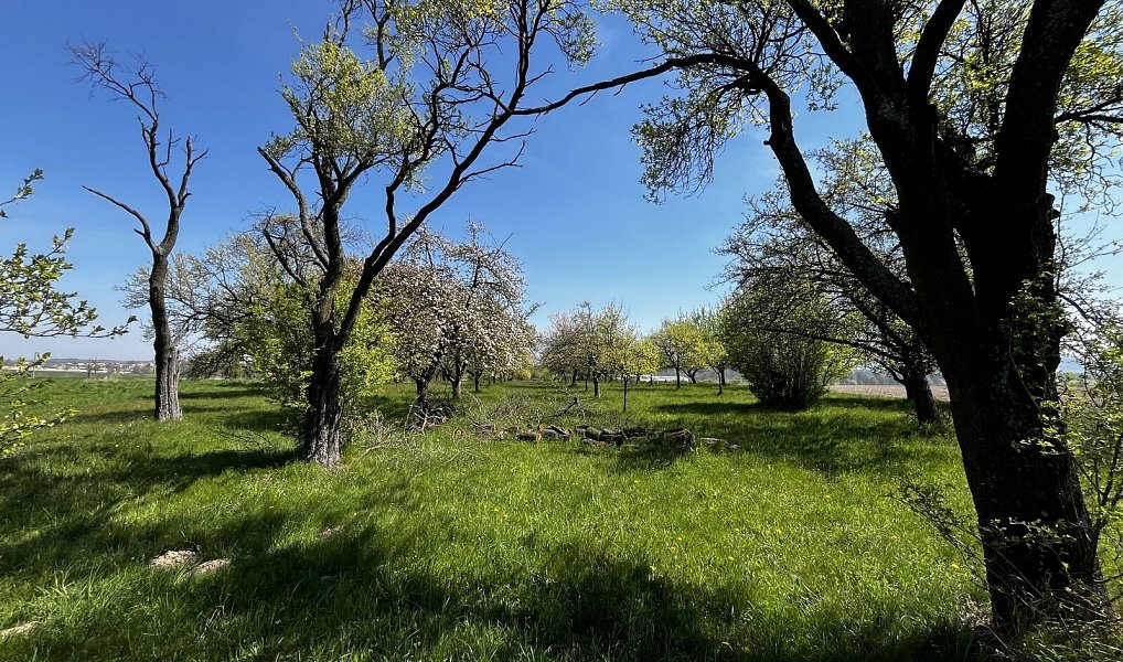 Prodej pozemku 7 559 m², Horní Újezd – náhled fotky 13