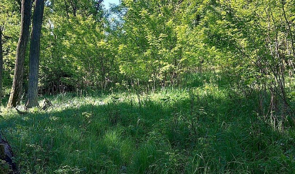 Prodej lesa 6 415 m², Diváky – náhled fotky 7