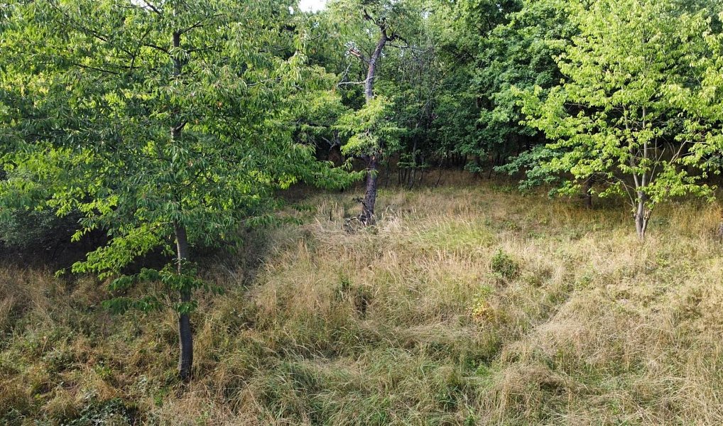 Prodej pole 26 115 m², Pozdeň – náhled fotky 4