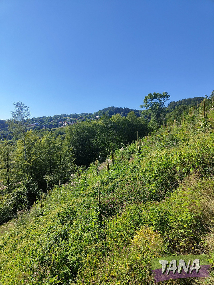 Prodej lesa 4 922 m²