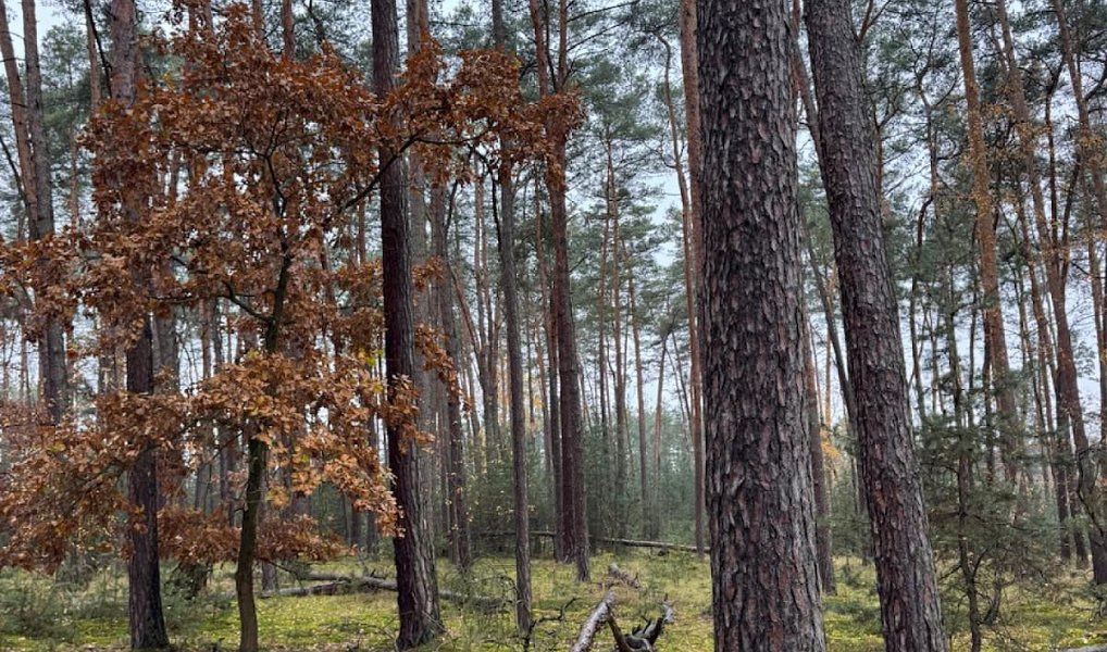 Prodej lesa 7 349 m², Třebestovice – náhled fotky 6