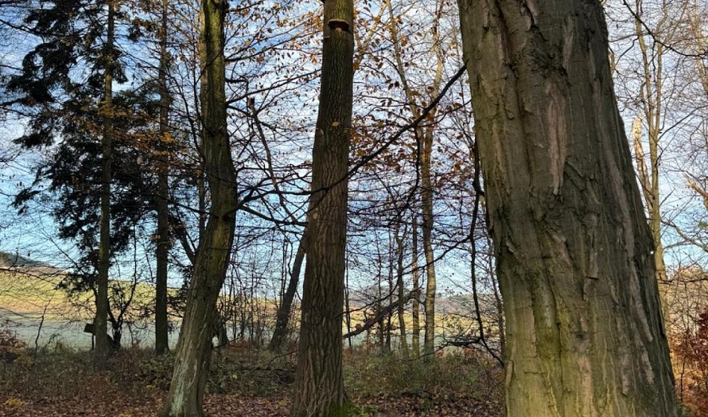 Prodej lesa 9 585 m², Dzbel – náhled fotky 17