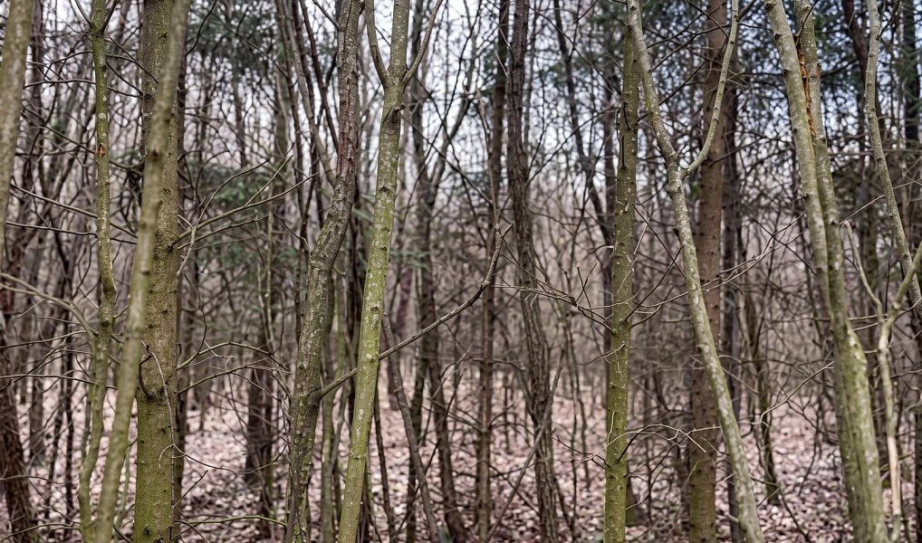 Prodej lesa 51 563 m², Horní Heřmanice – náhled fotky 2