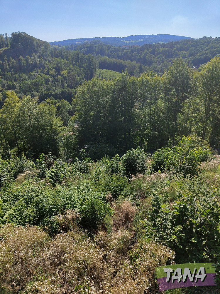 Prodej lesa 4 922 m², Benešov u Semil – pohled 3