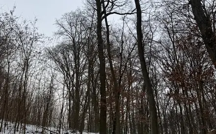 Prodej lesa 1 075 m², Diváky