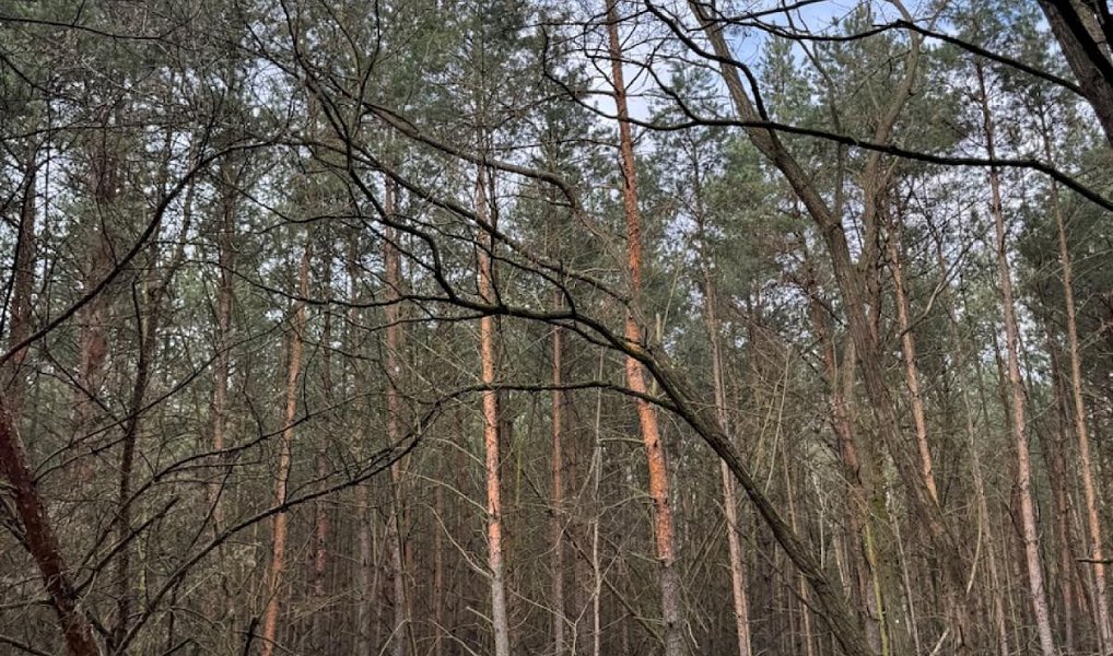Prodej lesa 76 710 m², Račice – náhled fotky 4