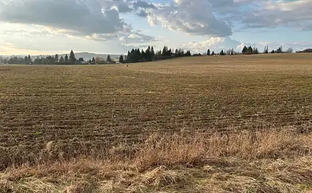 Prodej stavebního pozemku 10 000 m², Tachov