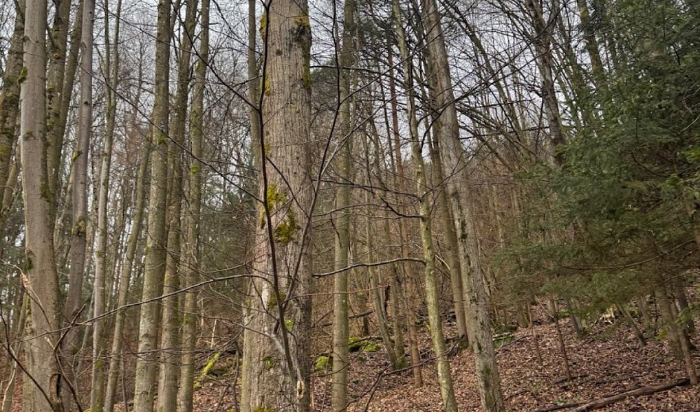 Prodej lesa 16 650 m², Zděchov – náhled fotky 11