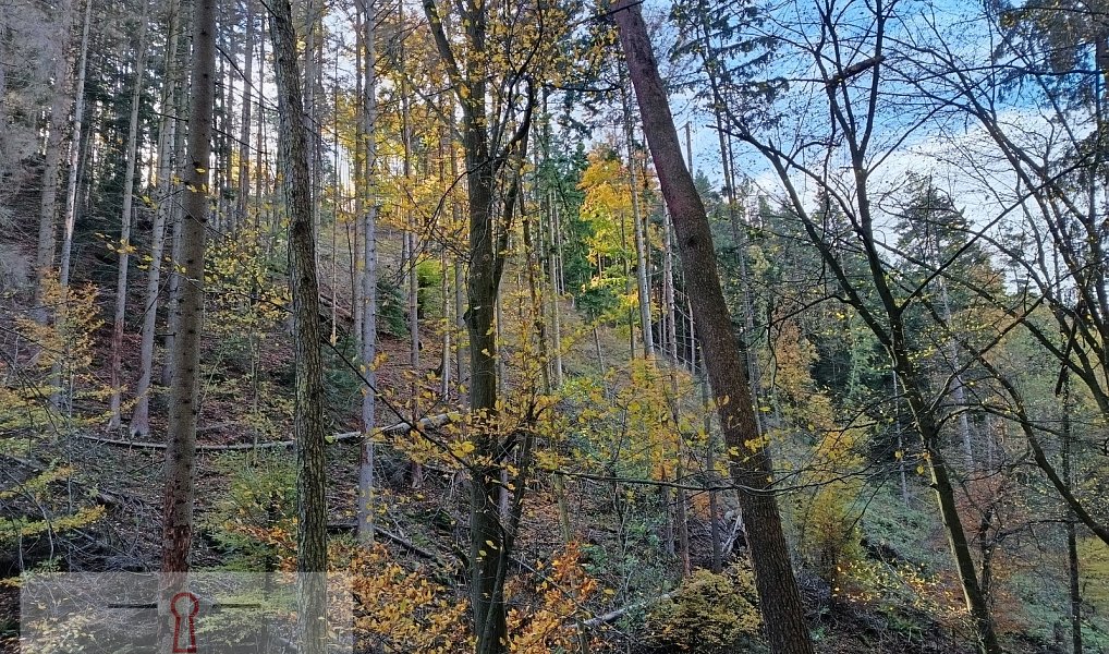 Prodej lesa 11 258 m², Horní Loučky – náhled fotky 3