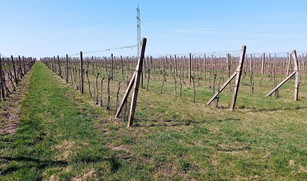 Prodej pozemku 2 818 m², Valtice – náhled fotky 3