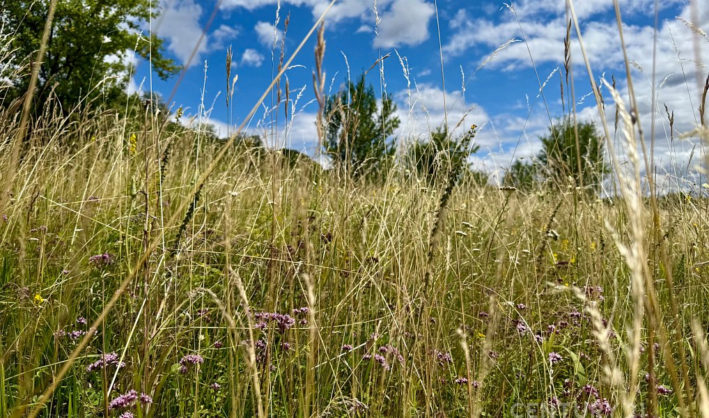 Prodej stavebního pozemku 1 659 m², Přerov nad Labem – náhled fotky 6